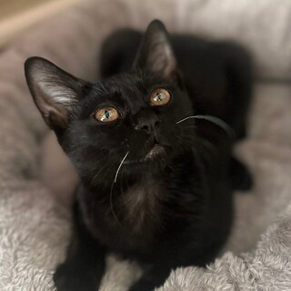 白ヒゲがポイントの人懐っこい男の子