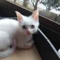 足に障害あり青い目のかわい子ちゃん