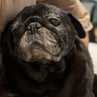 人が大好きな福