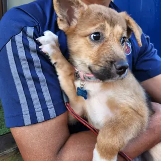 過酷な山中で保護された野犬女の子　とんご❗