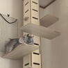 花ちゃんが珍しくキャットタワーの上段にいます。
