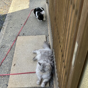 モモちゃんとお庭をあさんぽ