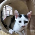 鹿児島県徳之島生まれ【世界遺産】三毛猫（ミケ）