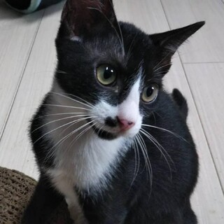 世界遺産の徳之島　鼻がキュートなハチワレちゃん