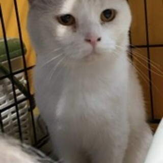 ベタなれのあまえたさん