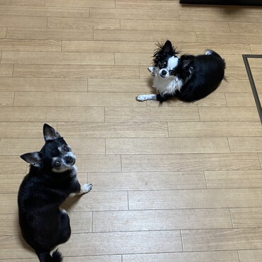 夕飯の支度のおこぼれ狙い配置