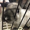 ミニウサギのポッツくん