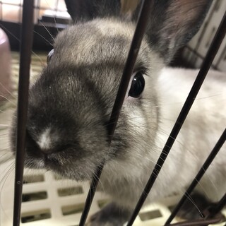 ミニウサギのポッツくん