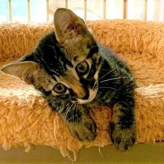 抱っこでじっと顔を見てくる可愛い 2ヶ月ゆうた君