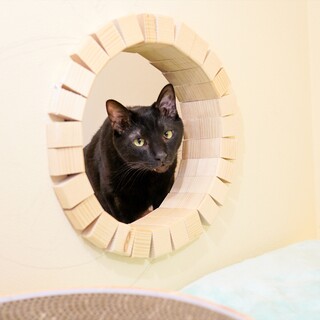 牙チラがポイントな♡クロネコくん♪