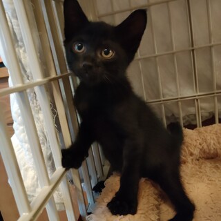 少し大きめな体でも甘えん坊　2ヶ月りゅう君