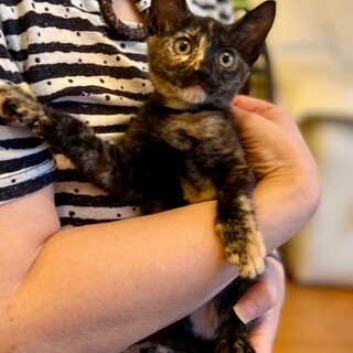 嬉しいと喉ゴロゴロ鳴らす可愛い　2ヶ月あおいちゃん