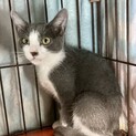 ママと死別した姉妹。幸せ夢見て譲渡会。ミオちゃん