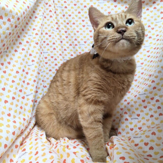 【12/11東銀座】トラくん6,7歳♪