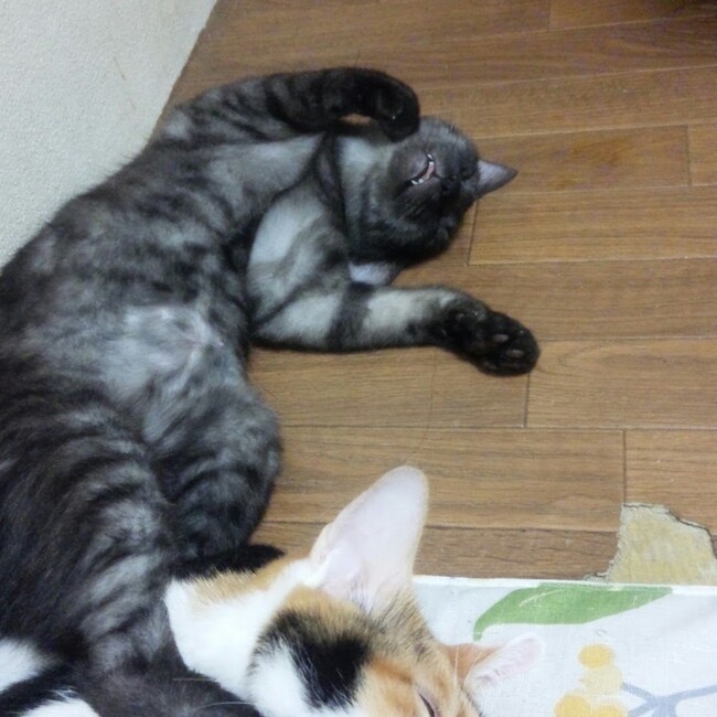 ハムっちのカバー写真