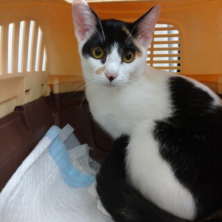 10月1日★堺市里親会★ナル