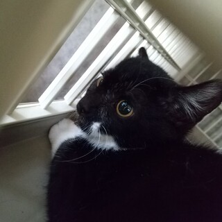 家猫修行中、きょうだい猫です