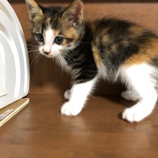 美猫のココちゃん、里親さん募集。