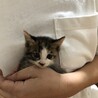 美猫のココちゃん、里親さん募集。 サムネイル3