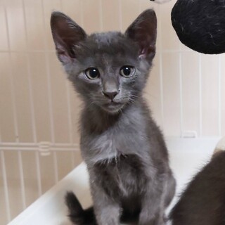 10月4日★堺市里親会★グレー猫ぐり