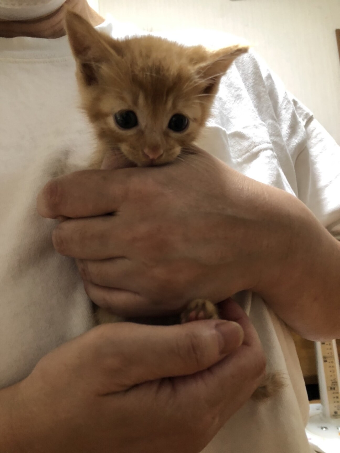 タレ目のチャロ君 里親さ 東京都 猫の里親募集 ペットのおうち 月間利用者150万人