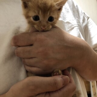 タレ目のチャロ君、里親さん募集。