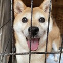超豆柴犬　とにかく小ちゃくて美形の柴犬女の子