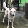 紀州犬　ショータイプの美犬　9カ月 サムネイル2