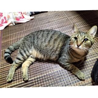 人馴れ抜群！おーちゃん