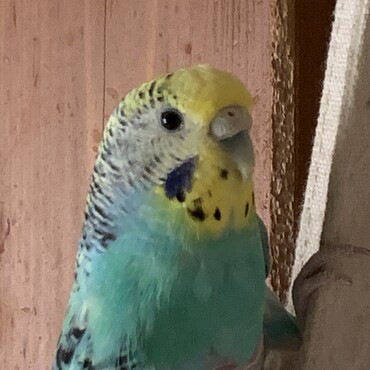 の写真