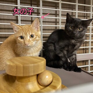 ①殺処分と言われ親子で緊急保護❗️