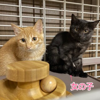 ②殺処分と言われ親子で緊急保護‼️