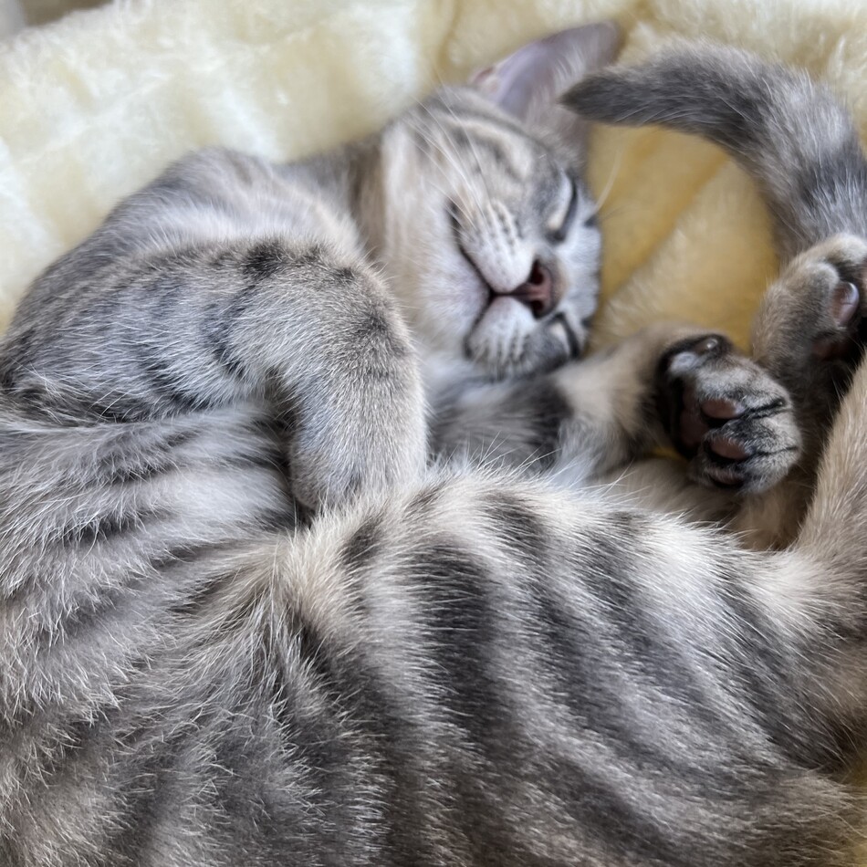ラムネのカバー写真
