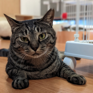 幸運のネジしっぽ♡のキジトラボーイ♪