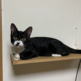 タキシード女子こねこ