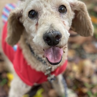 トイプードル　12歳　オス