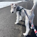 ワイヤーフォックステリア1歳のオスです。
