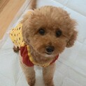 人が大好き！トイプードルのリップちゃん
