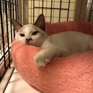 シャムっぽ模様のみんみんちゃん