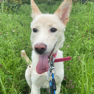 繊細なレディです⭐︎6ヶ月⭐︎家族を探してます。