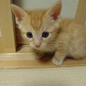 終生飼える方求む