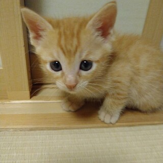 終生飼える方求む