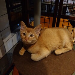 ネコリパ子猫譲渡会♪