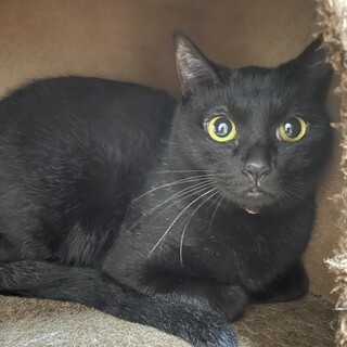 くりくりお目々の黒猫の女の子