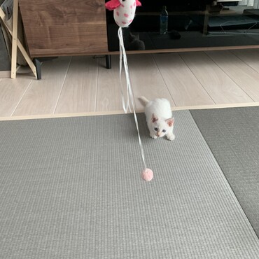 家にも人にも慣れ始めたモチ