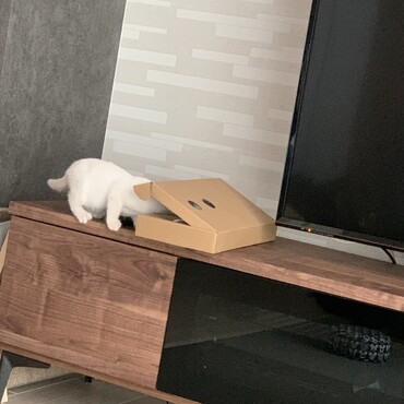 悪戯するほど元気に