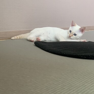 白猫だったのに柄が出てきた！！