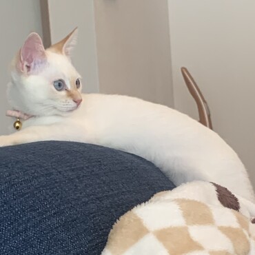 美猫