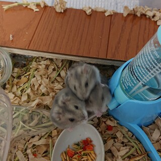 ジャンガリアンハムスター 里親募集