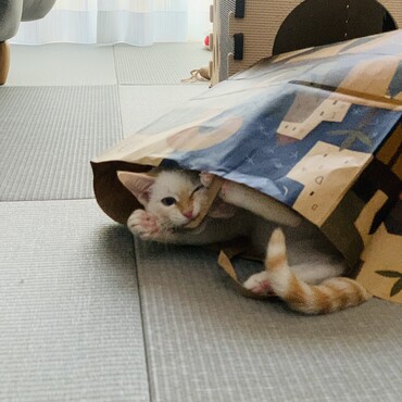 悪戯ガジガジ